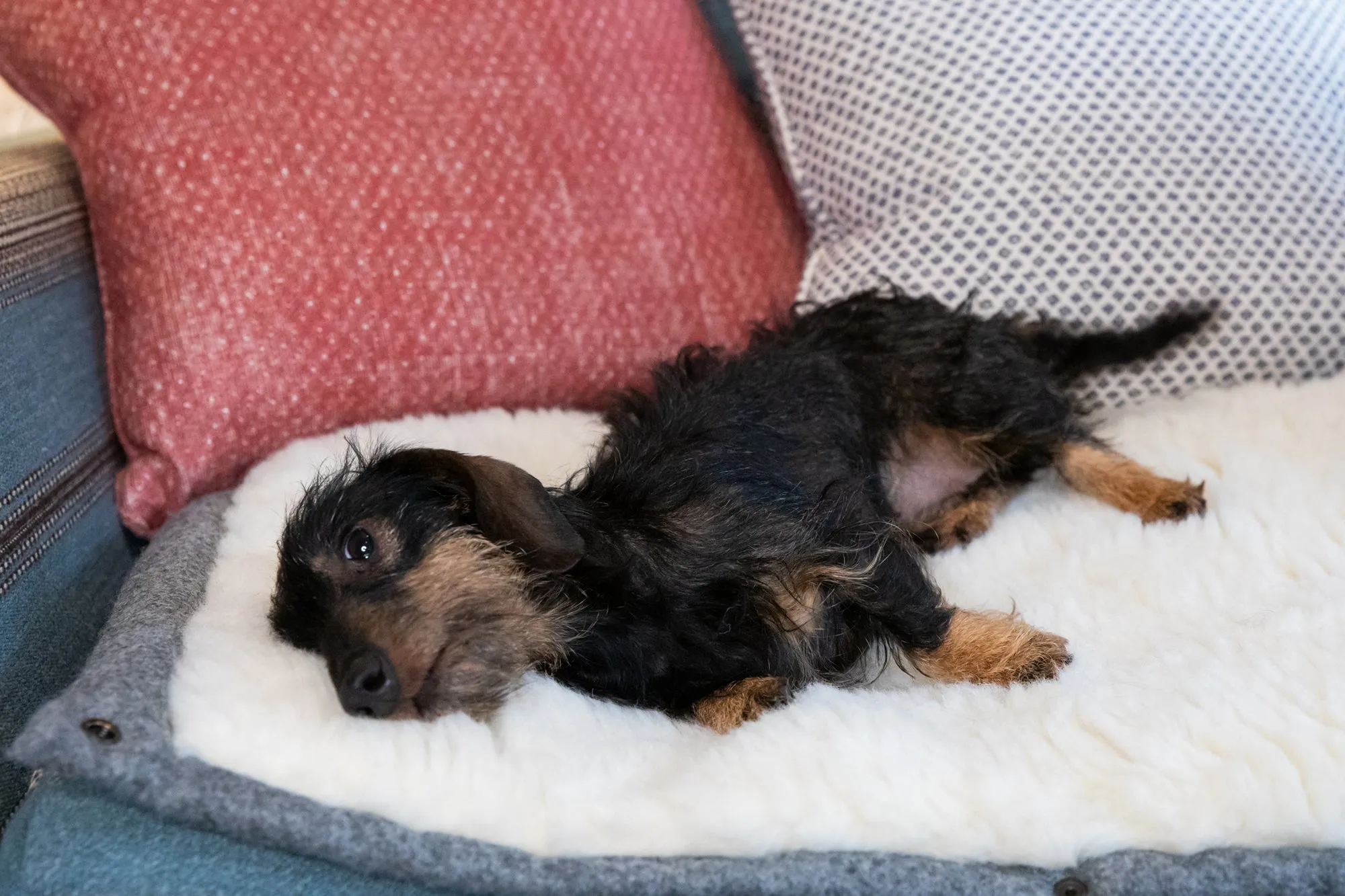 Slate Grey Dog Roll Mat