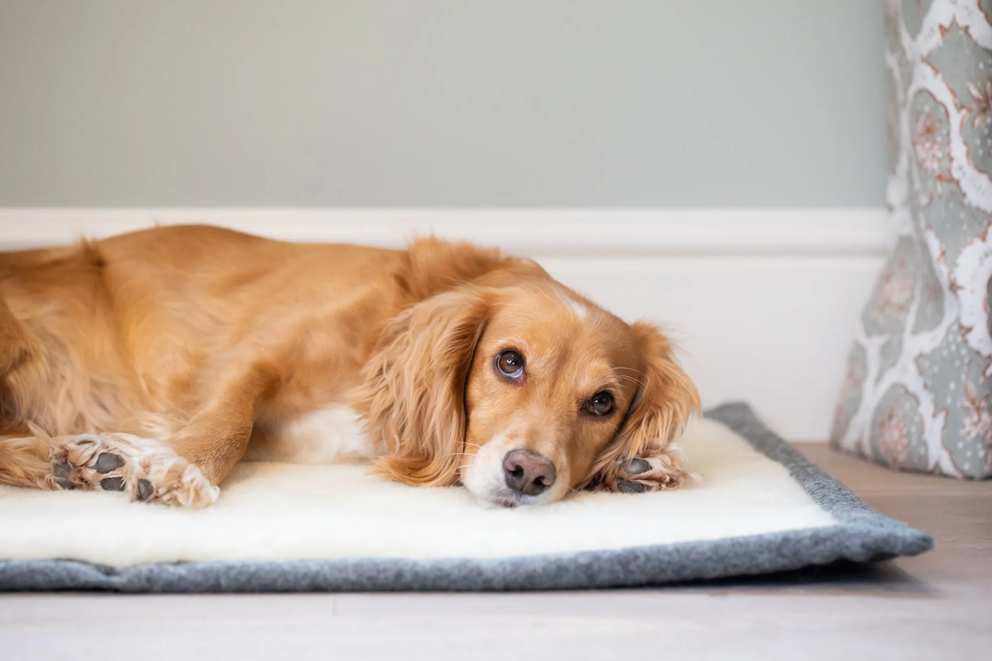 Slate Grey Dog Roll Mat