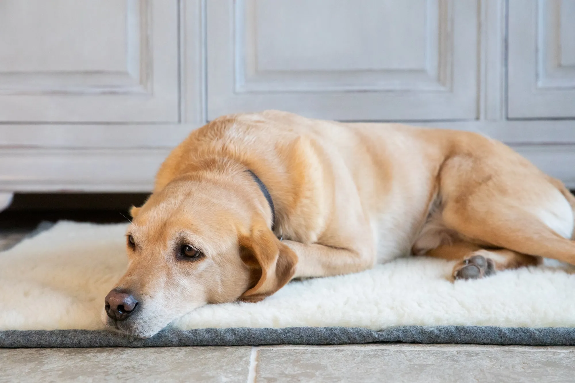 Slate Grey Dog Roll Mat